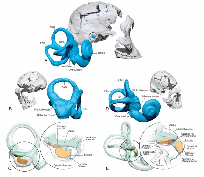 Inner ear anatomy of Paranthropus robustus compared to modern humans. 