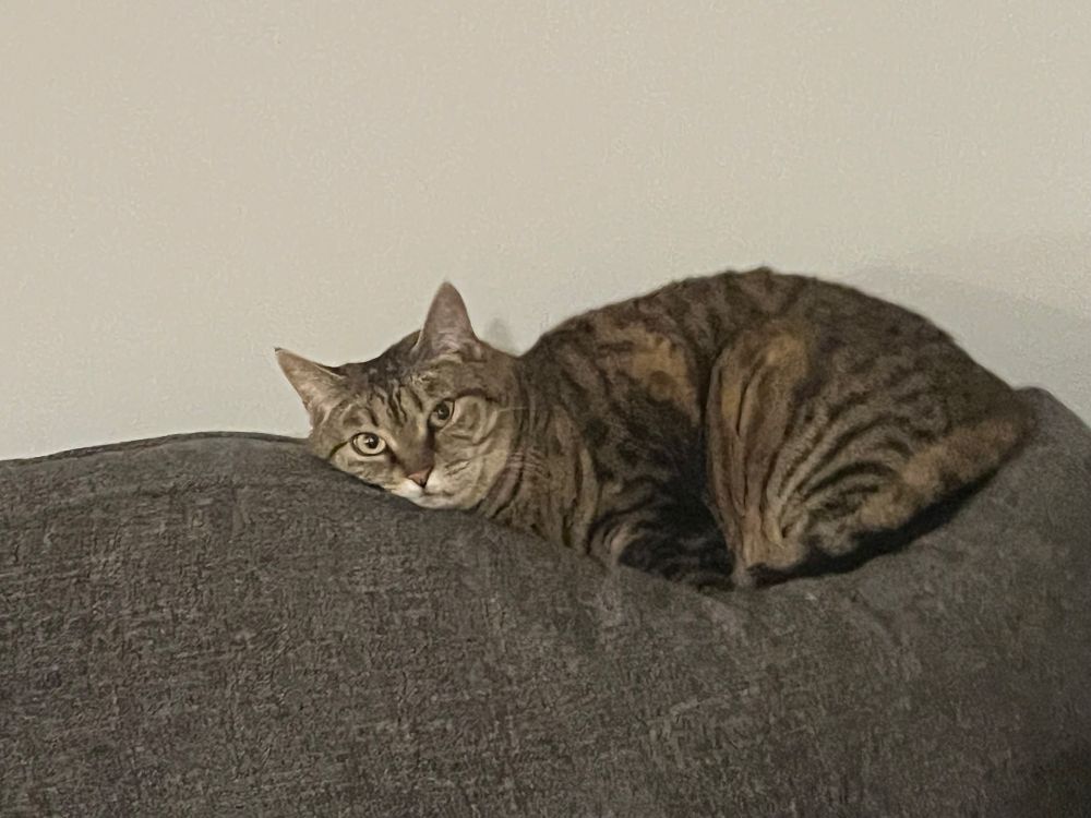 Fuzzy overlord declares nap time. 