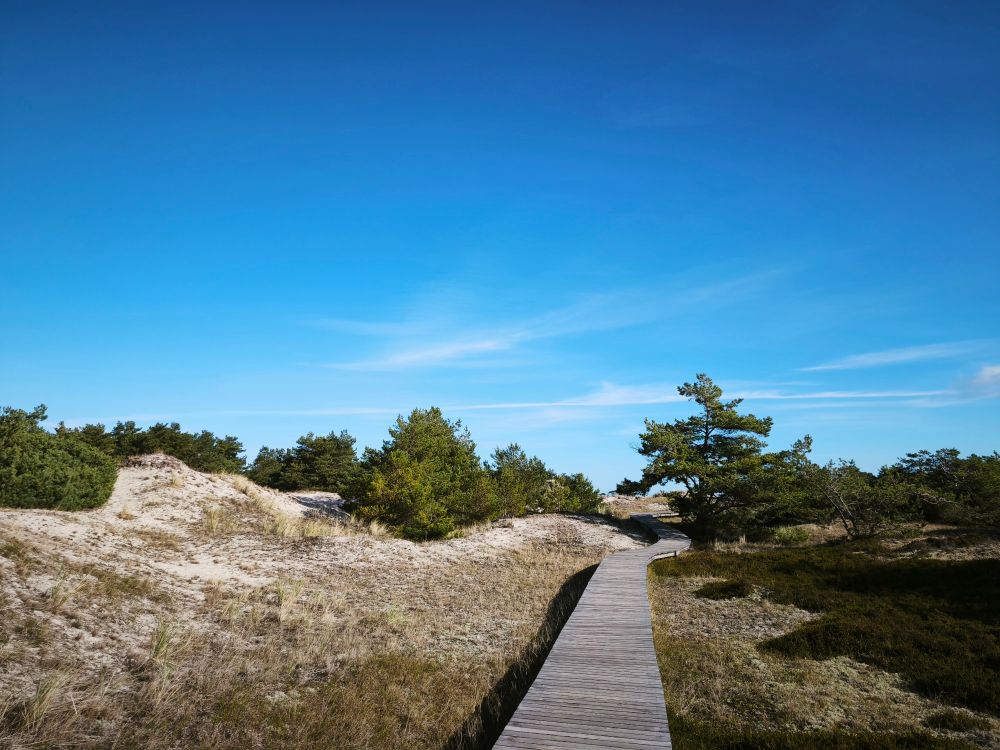 Ein Holzplankenweg führt durch Heidelandschaft. Sehr blauer Himmel. 