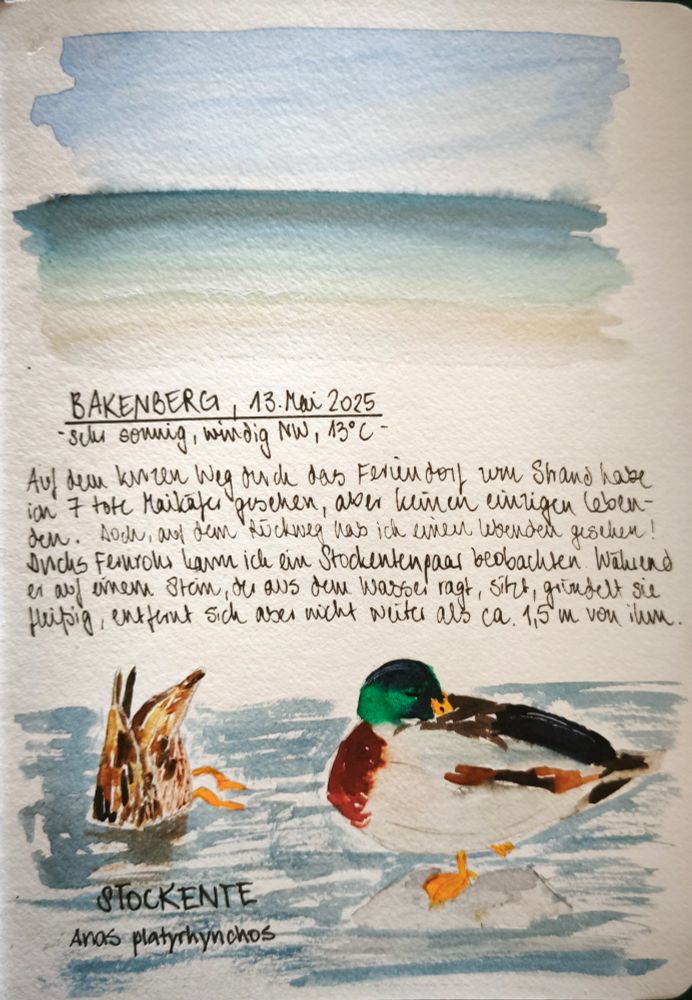 Nature Journal Seite hochkant. Oben eine kleine Aquarellskizze von Strand, Meer und Himmel. Unten ein Paar Stockenten. Er schläft auf einem Stein, sie taucht nach Essen.