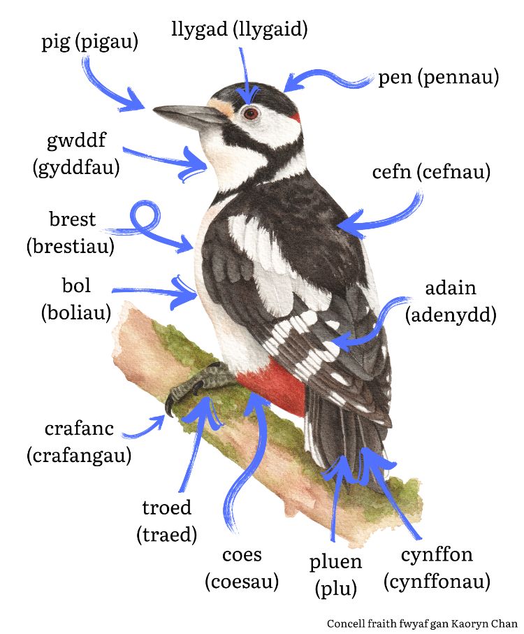 An illustration of a male greater spotted woodpecker, which has been labelled in Welsh.