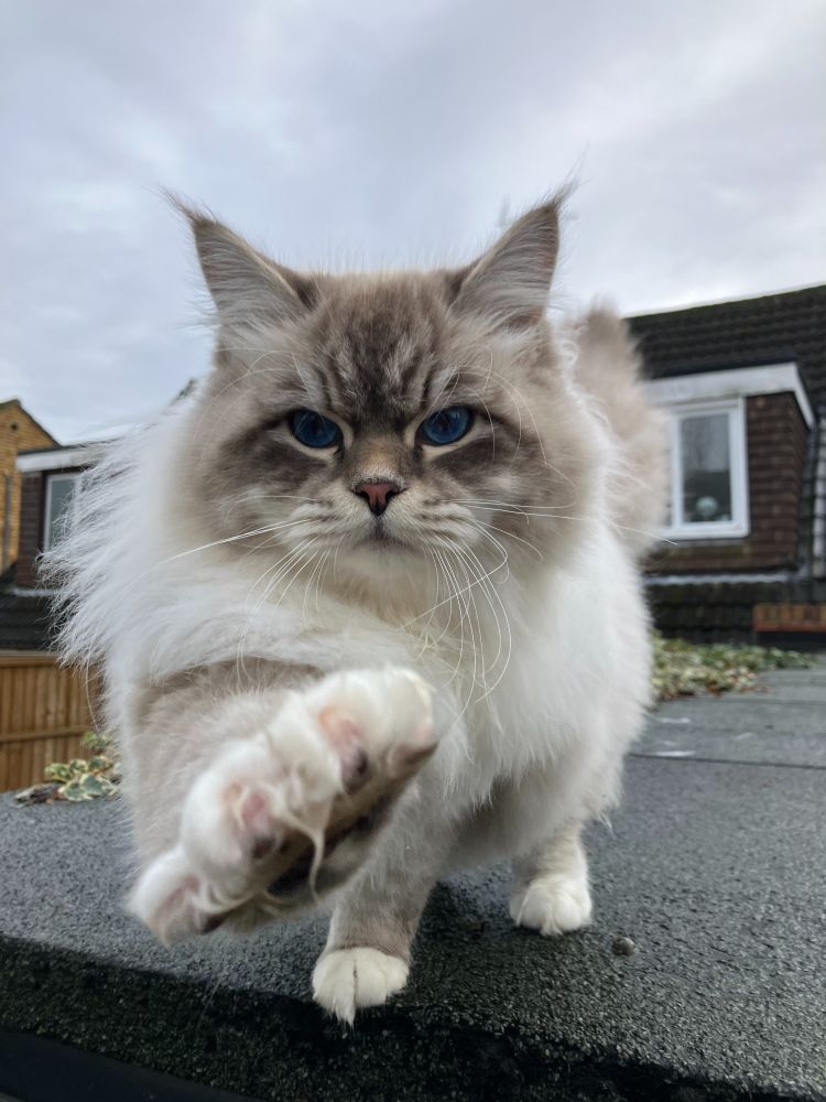 A cream and fawn, incredibly fluffy cat, says hello with an outstretched paw.