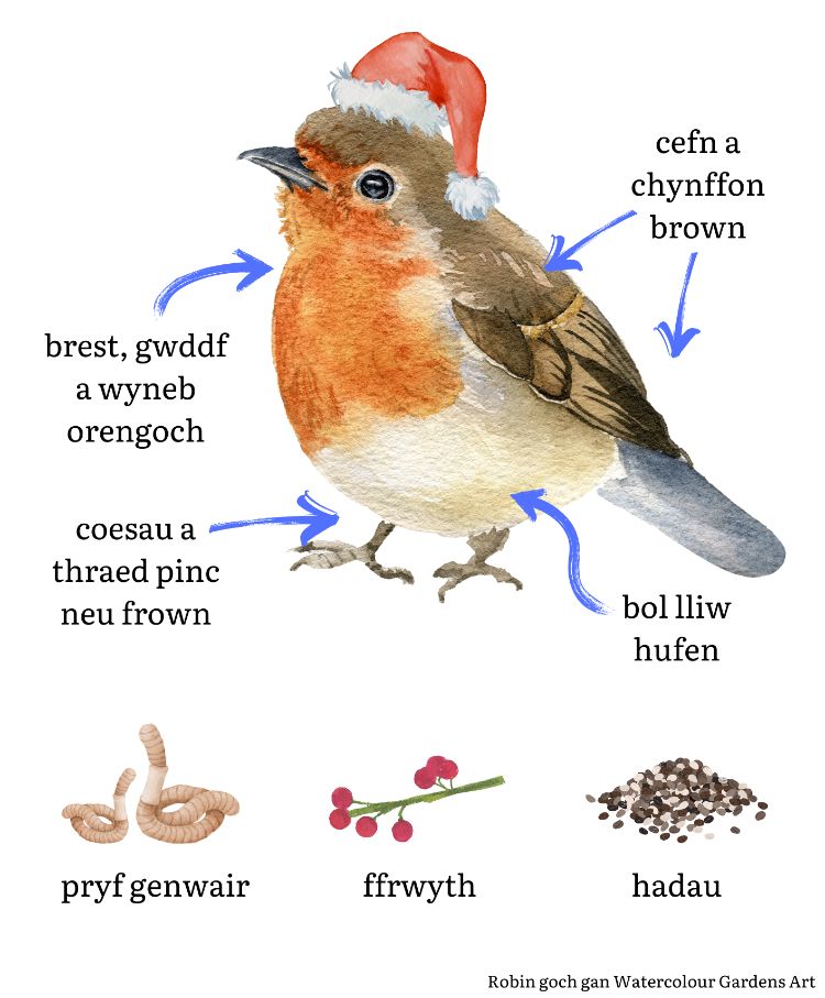 An illustration of a robin with a Santa hat, and the food it likes to eat. The illustration is labelled in Welsh.