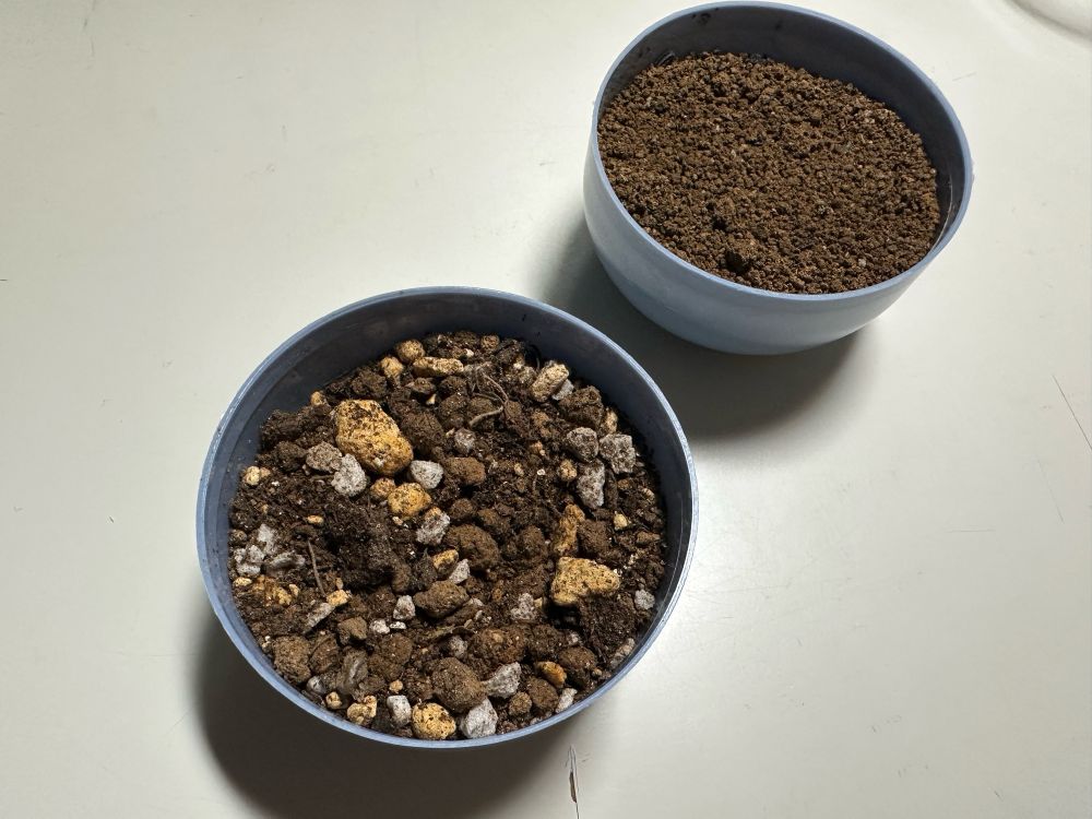 種まきから15日が経過。天候があまり良くない。
サボテンの方が無事発芽するか心配になってきた。