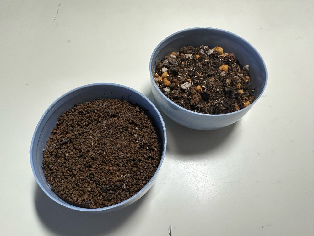 種まきから8日目は天気が良く、陽の光をたっぷり浴びてもらうことにした。出勤前まで日光浴をしている。