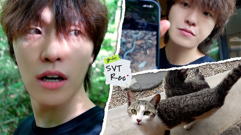 thumbnail of dino's new seventeen record