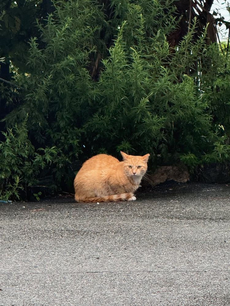 an orange cat crouching down under a bush