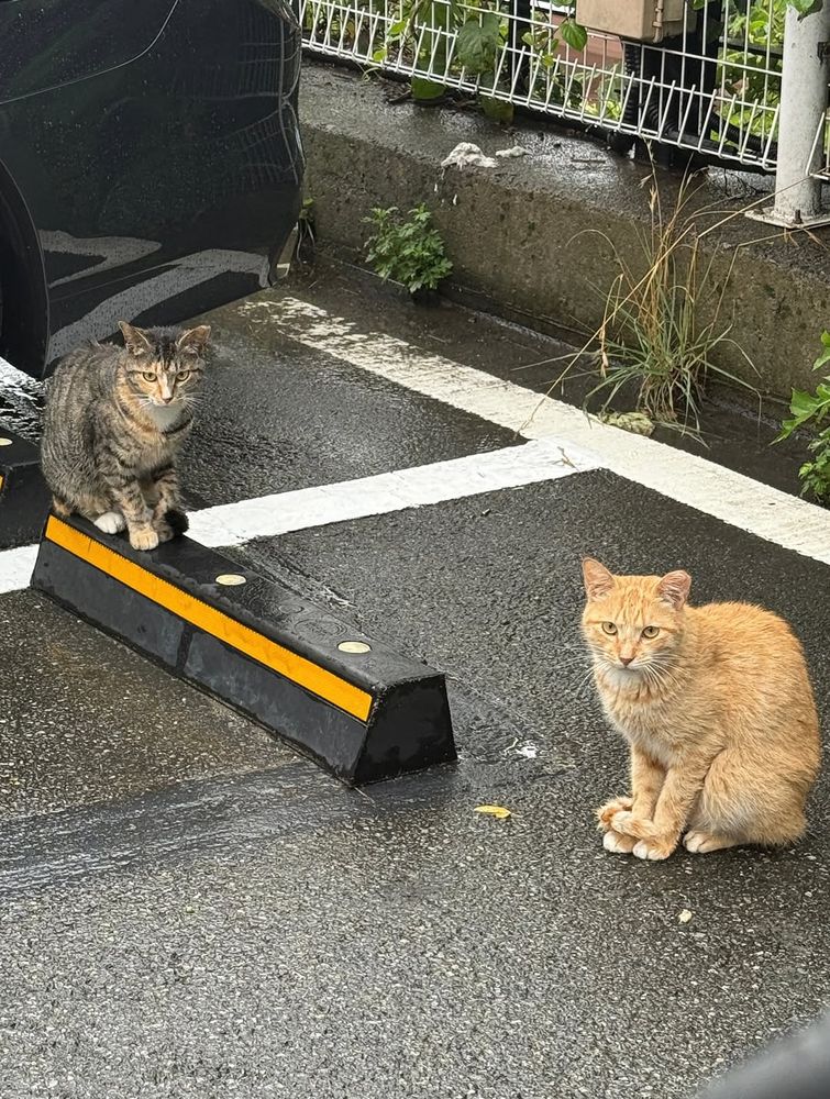 two cats sitting in a parking spot