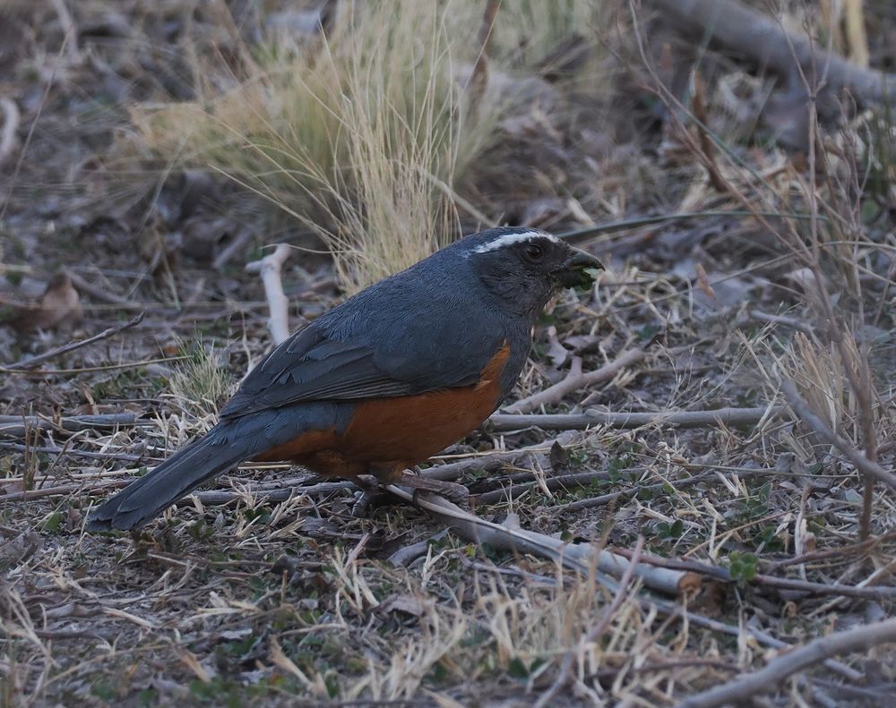 A Rufous-bellied Mountain Tanager on the ground amongst twigs and grass. It's a chunky blue grey bird with bright rufous underparts and a white eye brow.