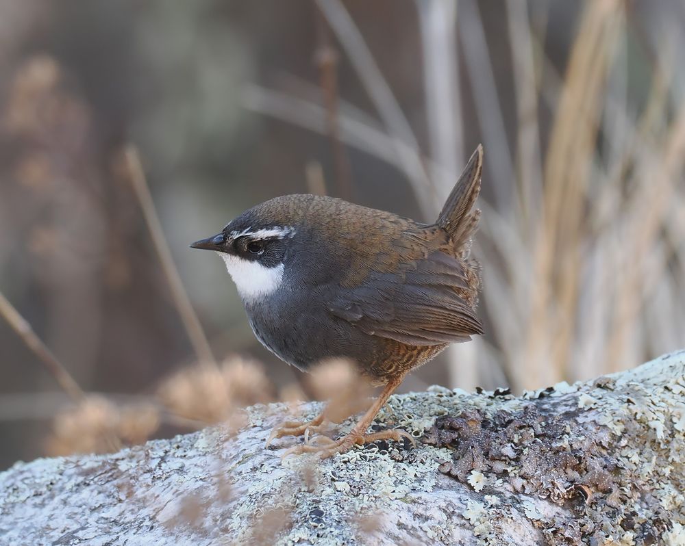 A White-browed Tapaculo is standing on a rock facing left. There is grass in the background. The bird is mostly grey, brown and white.
