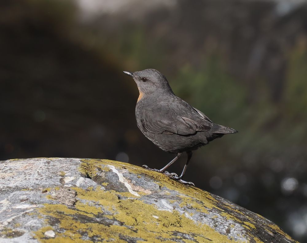 A Rufous-throated Dipper is sideways on while standing on a lichen covered rock.