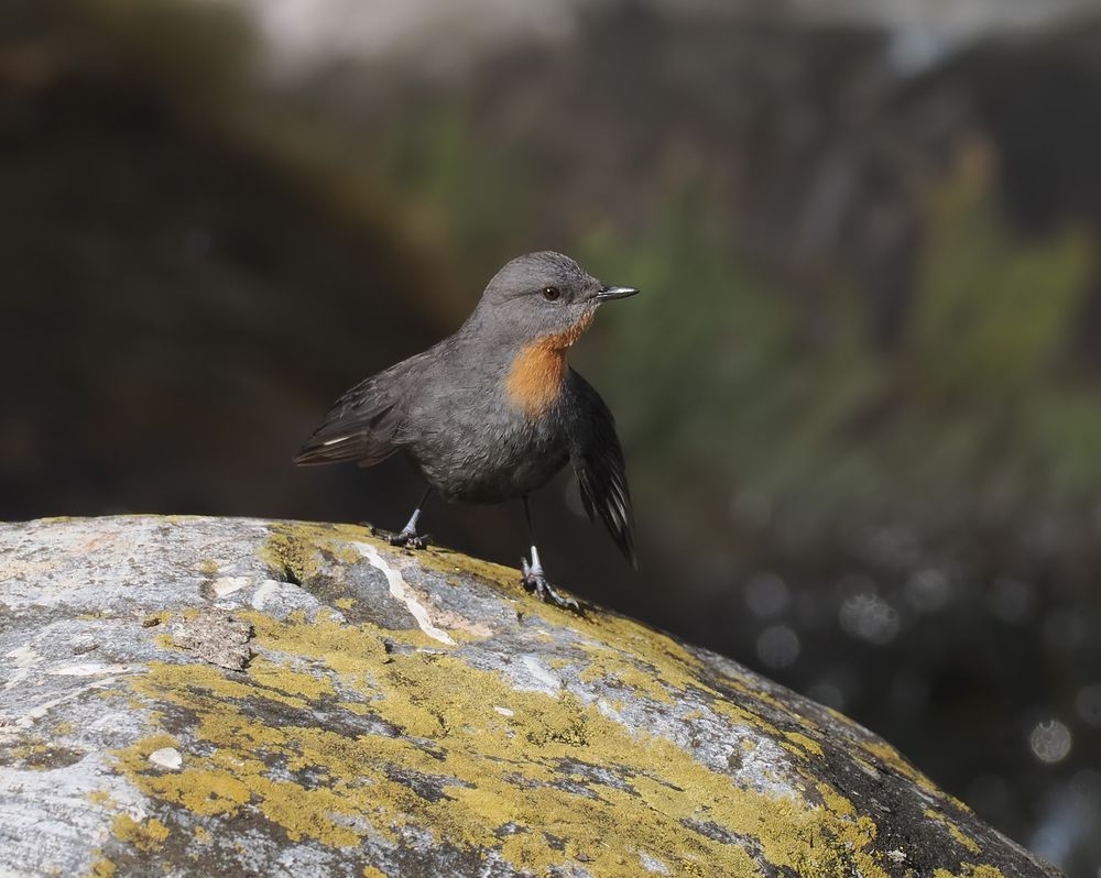 A Rufous-throated Dipper is facing towards us on a lichen covered rock, flicking its wings open.
