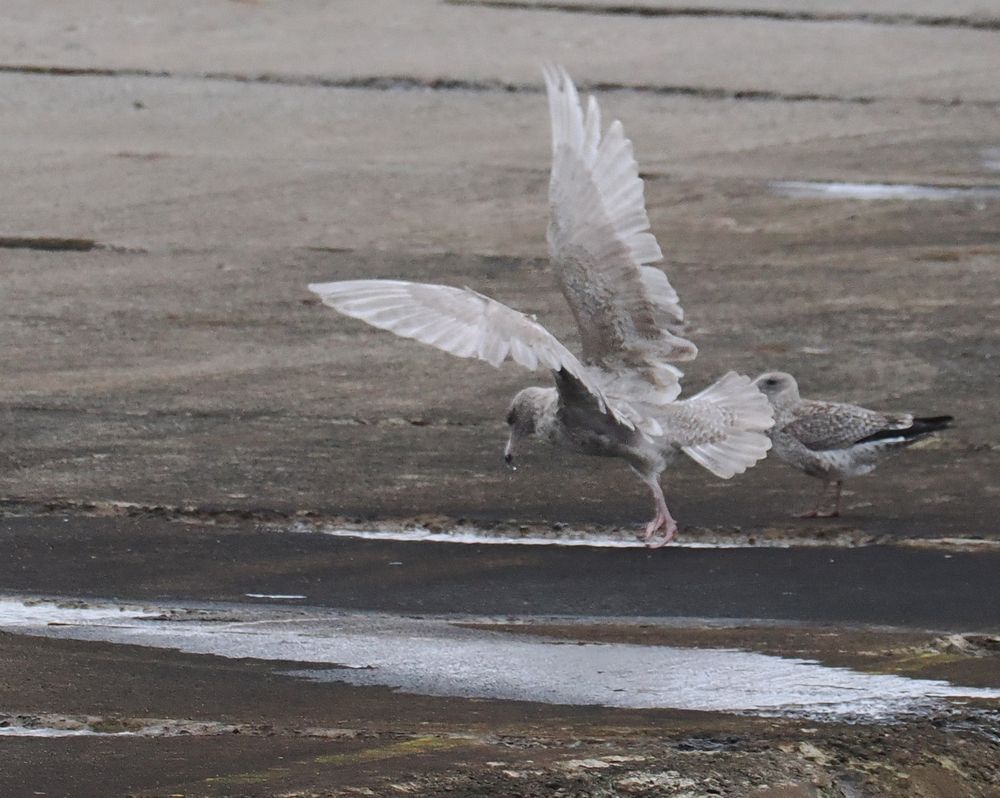 An immature Glaucous Gull with its wings outstretched as it lands on a concrete breakwater. A juvenile Herring Gull is to the right, cowering.