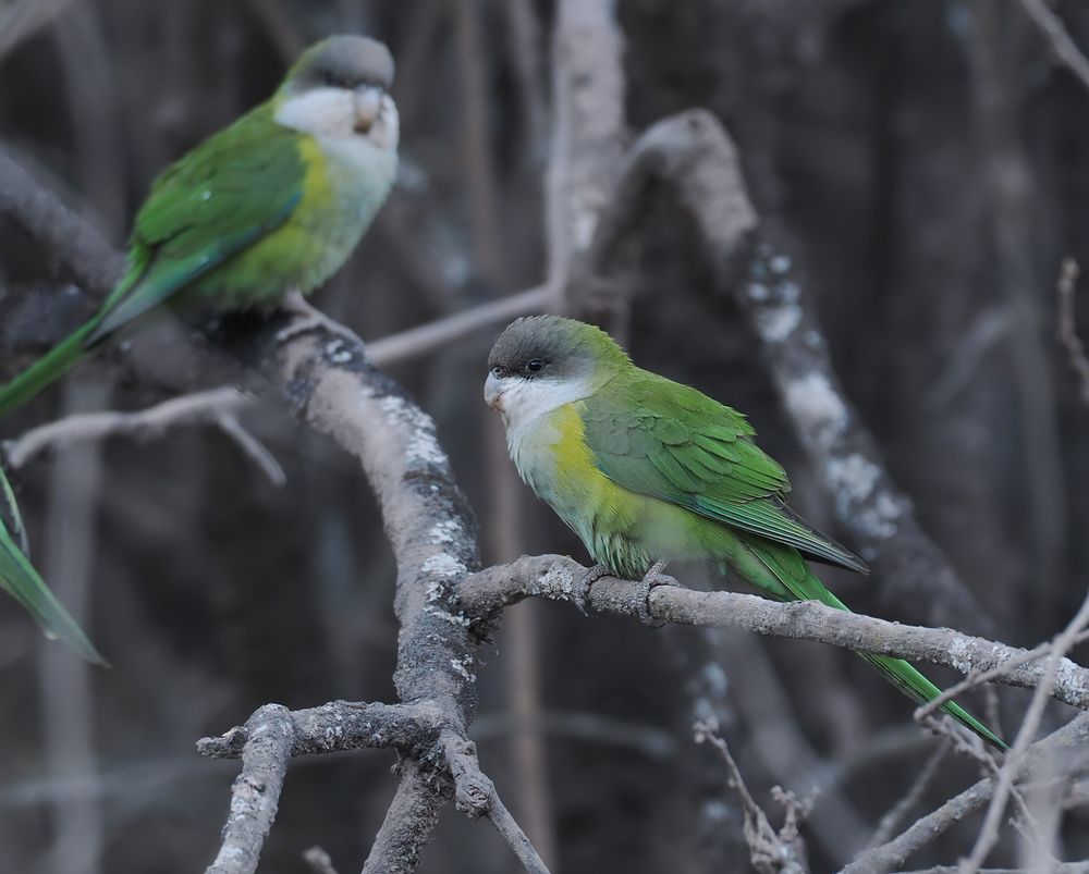 Two Grey-hooded Parakeets perched on thin branches. They're a small green parakeet with greyish forecrowns and whitish throats.