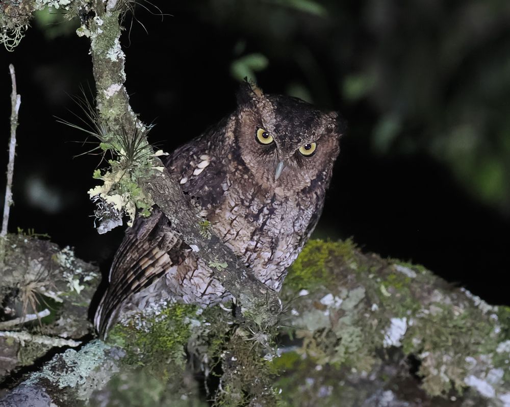 A Long-tufted Screech-Owl is sitting on the branch of a tree. The branch is covered in moss and other plants. The owl is intricately patterned and has yellow eyes.