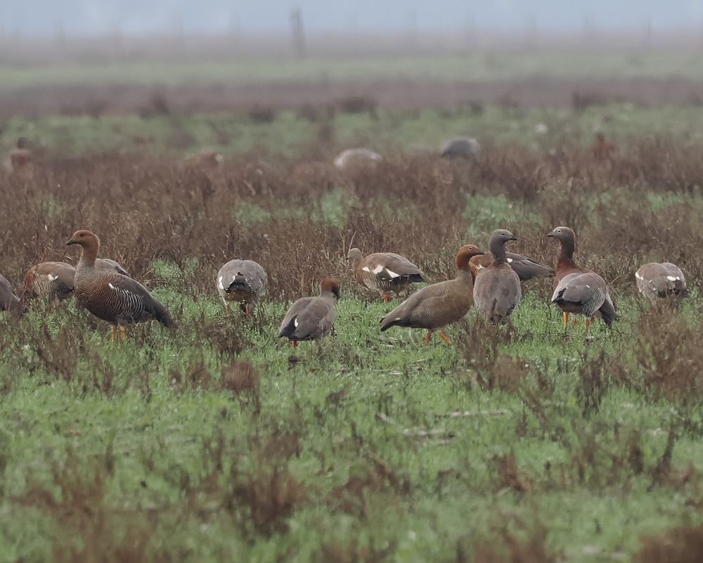 A mixed group of geese in a rough grassy field. Most are Ashy-headed Geese but the two in the centre are Ruddy-headed Geese. There's also a female Upland Goose second on the left. This looks similar to the Ruddy-headed but is much larger with a different head shape.
