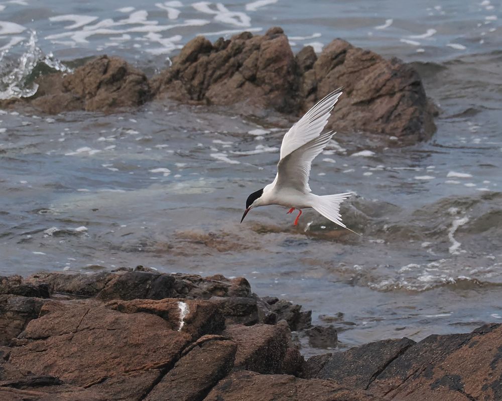 A Roseate Tern is flying against a background of rocks and shore. It's reddish legs are dangling down. It's a pale tern with long tail streamers, a mostly black bill and a slight pink tone to the underparts.