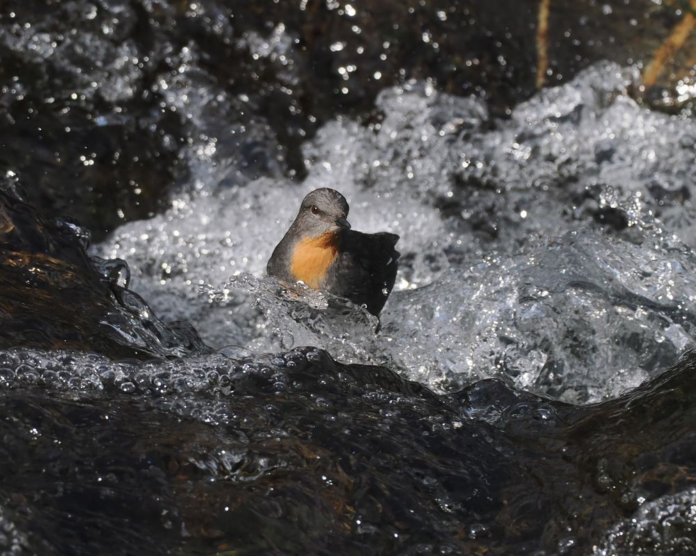 A Rufous-throated Dipper is up to its belly in rushing water, facing towards us.