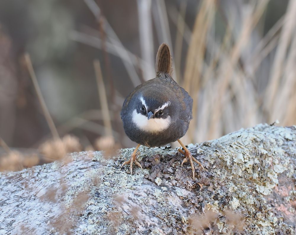 A White-browed Tapaculo is standing on a rock facing towards us. There is grass in the background. The bird is mostly grey, brown and white.