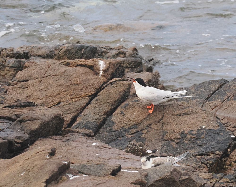 A Roseate Tern is sitting on brownish rocks by the sea, calling. It's a pale tern with long tail streamers, a mostly black bill and a slight pink tone to the underparts. A Turnstone and a juvenile Common Tern are in the foreground.
