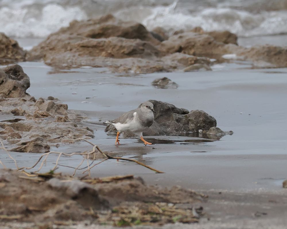 A Magellanic Plover is running across wet sand among rocks. It's a grey and white bird with a short bill, pale eye and thick orange legs.