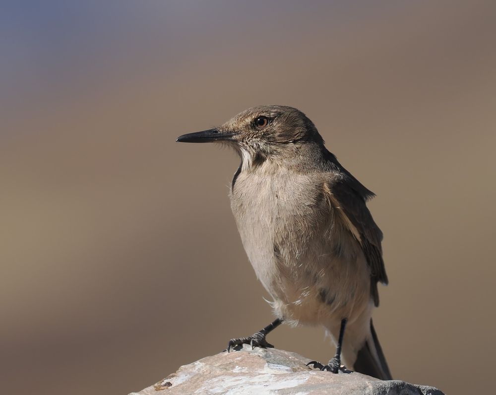 A Black-billed Shrike Tyrant, facing right while perched on a rock. It's a brown bird with a pale eye and a long black bill.