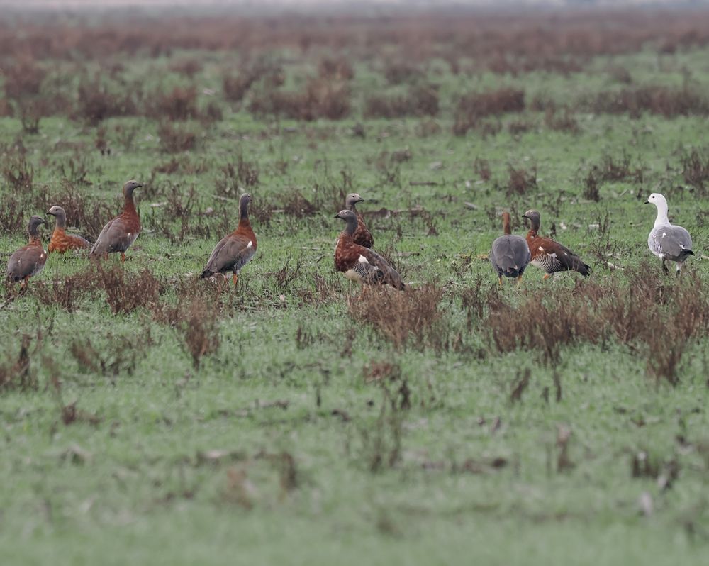 A group of geese in a rough grassy field. Most are Ashy-headed Geese, which are a mix of orange, grey and white. There's also a male Upland Goose on the right, which is very white on the head and neck with a barred body.