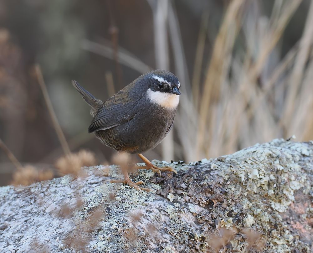 A White-browed Tapaculo is standing on a rock facing slightly towards us. There is grass in the background. The bird is mostly grey, brown and white.