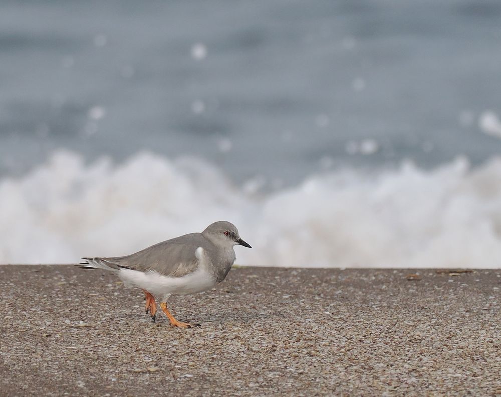 A Magellanic Plover is running across sand with waves crashing behind it. It's a grey and white bird with a short bill, pale eye and thick orange legs.