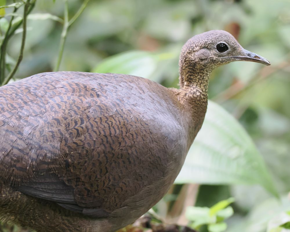 A Solitary Tinamou is facing right with green vegetation behind it. It's greyish-brown with darker mottling and has a very small head and thin bill.