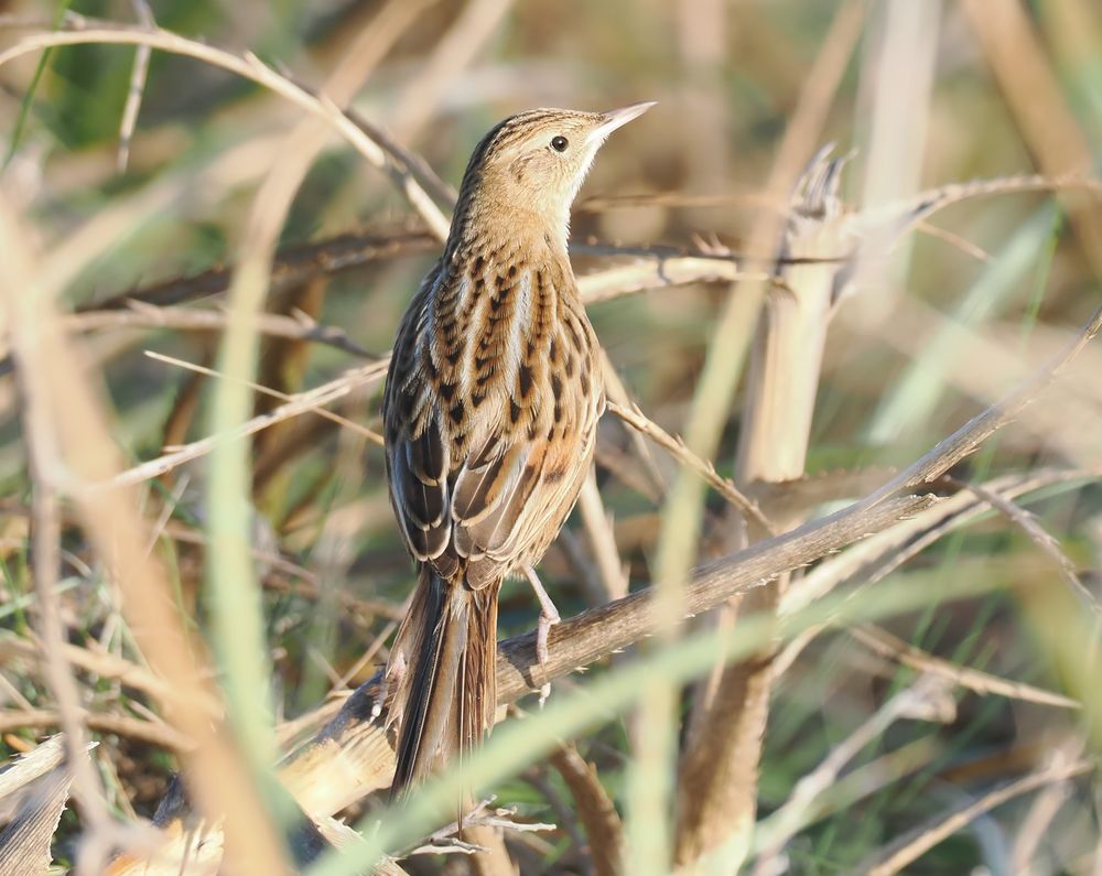 A Hudson's Canastero is sitting in grassy vegetation with its back to us. It's a slime, streaky brown bird with subtle variations in colour.