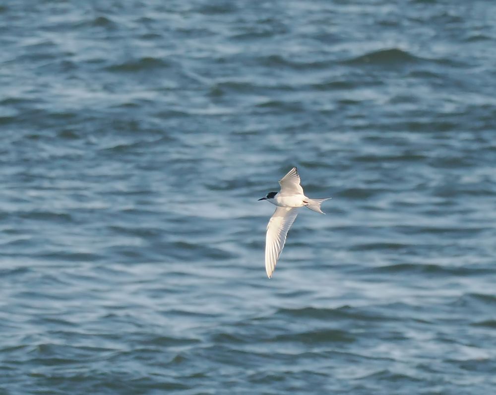 A juvenile Arctic Tern is flying right to left over a rippled blue sea.