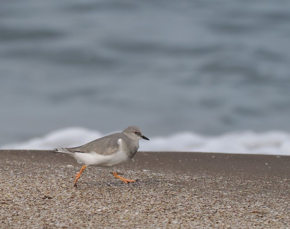 A Magellanic Plover is running across sand with the sea behind it. It's a grey and white bird with a short bill, pale eye and thick orange legs.