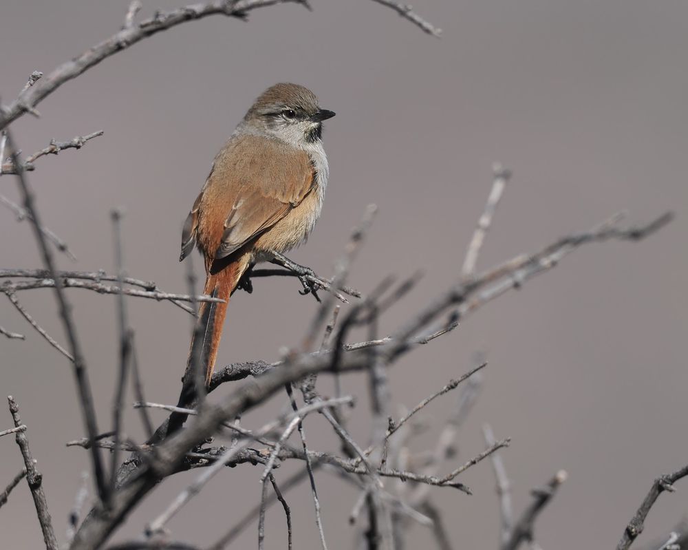 A Steinbach's Canastero is sitting in a bush. It's a brown grey and rufous bird with a short chunky bill.
