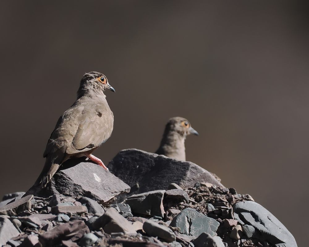 Two Bare-eyed Ground Doves standing on broken rocks. They're a small brown dove with bare orange skin around their eyes.