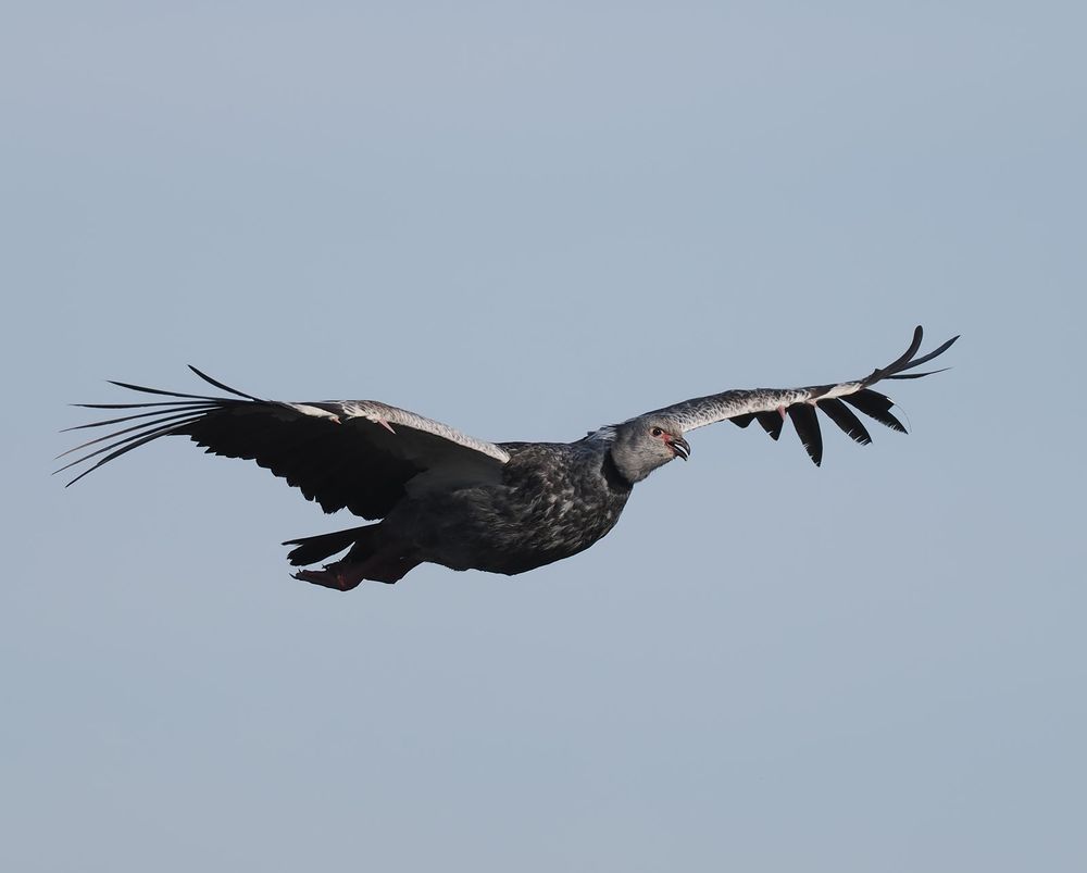 A Southern Screamer is flying against a grey sky. It's a large, mostly grey bird with a broad wings that have two spurs along the front edge.