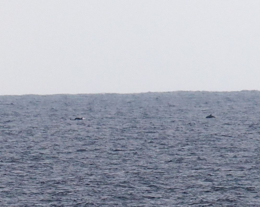 A very distant photo of a dappled blue-grey sea with two White-beaked Dolphins surfacing. These are the dark shapes showing their dorsal fins.