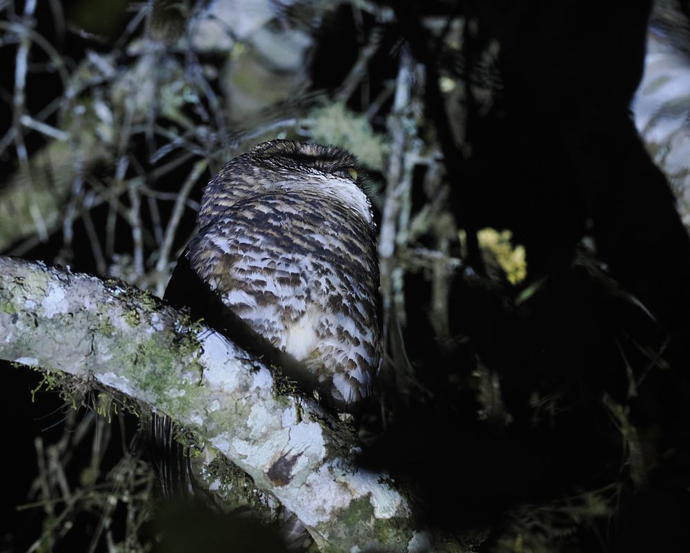 A Rusty-barred Owl is sitting on the branch of a tree at night. The branch is covered in moss and other plants. The owl isn't facing towards the camera but is patterned with brownish barring.