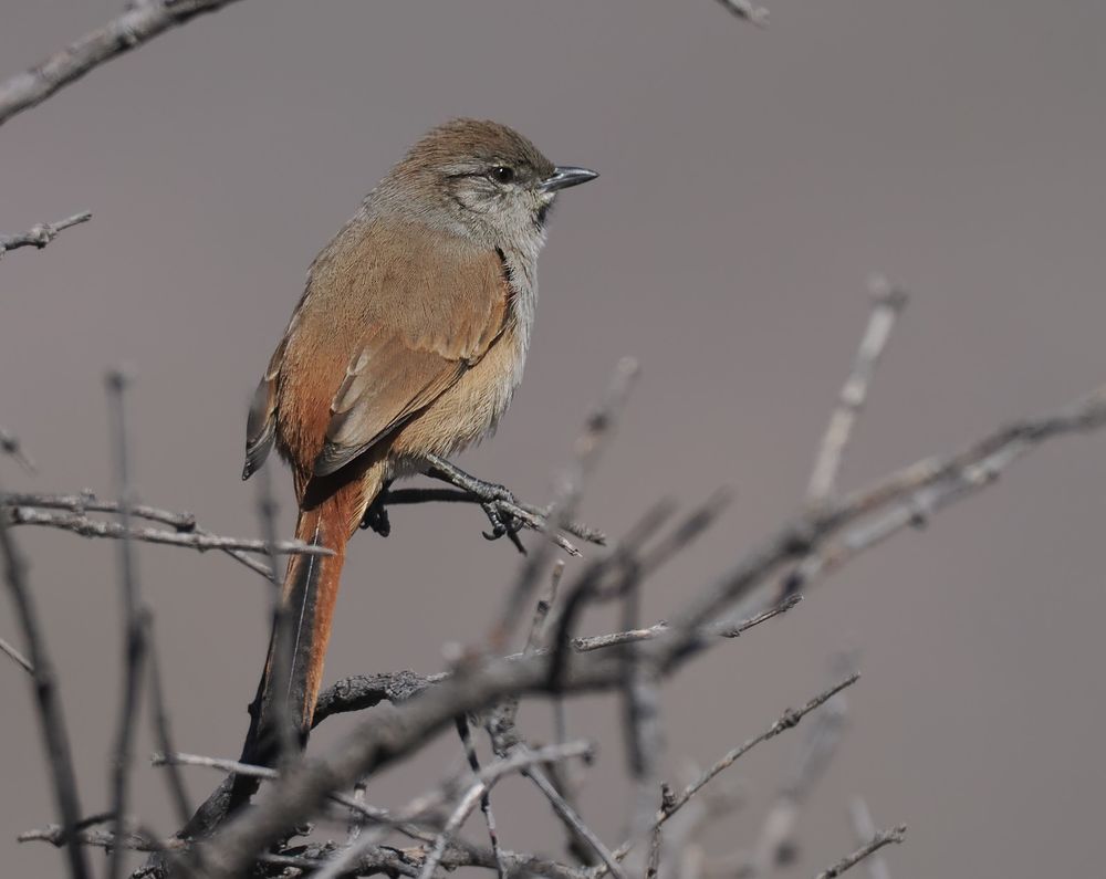 A Steinbach's Canastero is sitting in a bush. It's a brown grey and rufous bird with a short chunky bill.