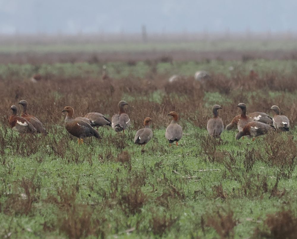 A mixed group of geese in a rough grassy field. Most are Ashy-headed Geese but the two in the centre are Ruddy-headed Geese. There's also a female Upland Goose third on the left. This looks similar to the Ruddy-headed but is much larger with a different head shape.