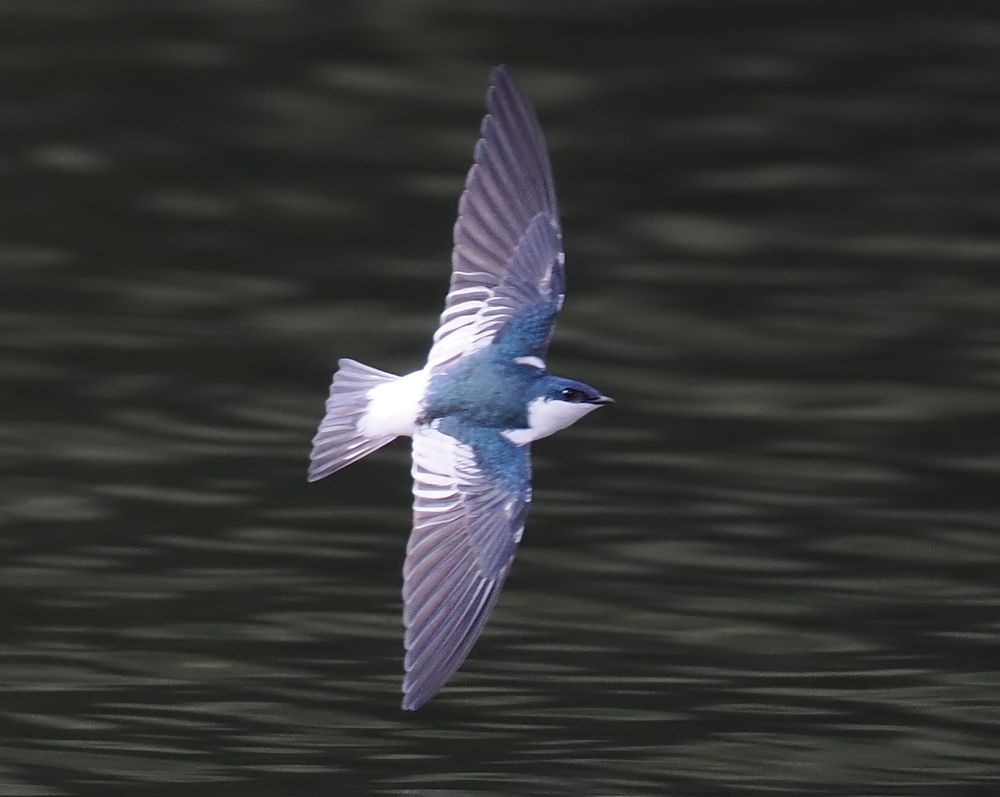A White-winged Swallow is flying over some rippled, dark water. The swallow is flying left to right and is a mix of dark blue, white and blackish.
