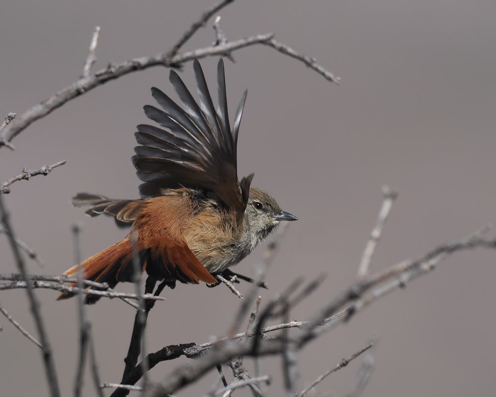 A Steinbach's Canastero is taking off from a bush. This picture shows the distinctive tail pattern well, with rufous feathers on the sides.