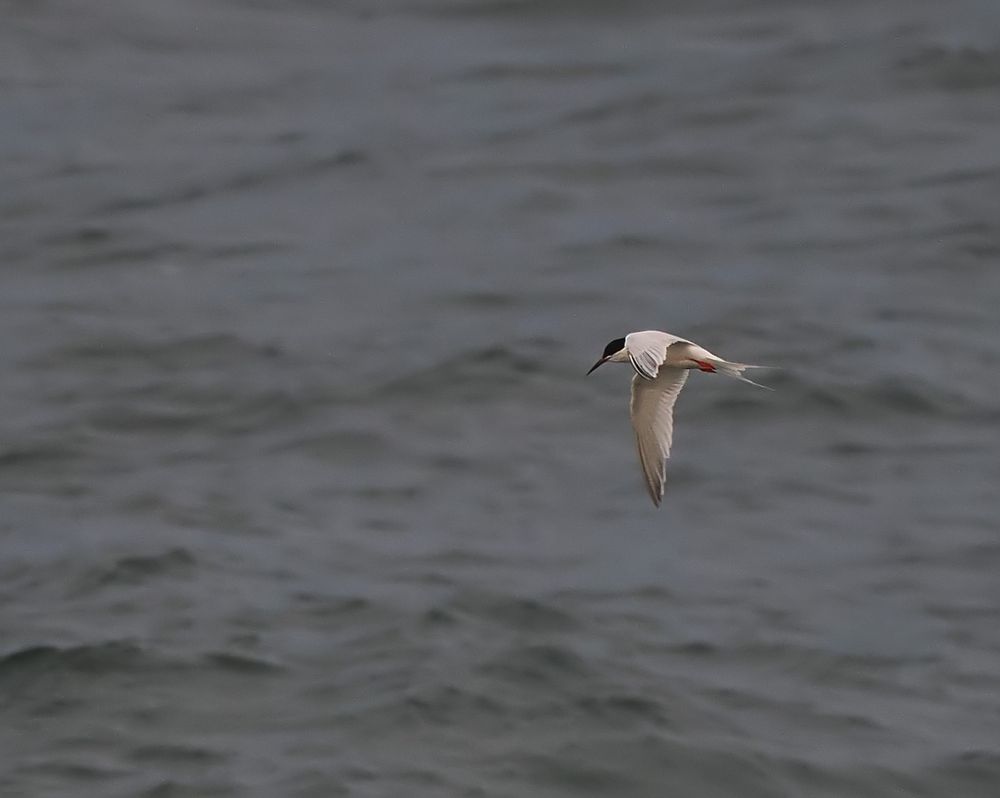 A Roseate Tern is flying against a grey sea. 