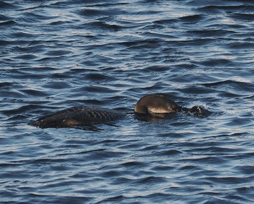 A Great Northern Diver is swimming through dark rippled water with its bill submerged beneath the surface as it swims forward.