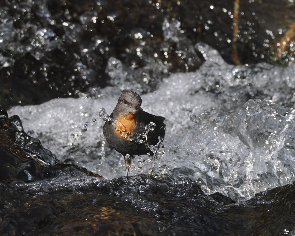 A Rufous-throated Dipper is up to its belly in rushing water, facing towards us.