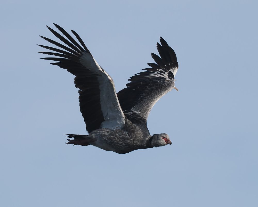 A Southern Screamer is flying against a grey sky. It's a large, mostly grey bird with a broad wings that have two spurs along the front edge.