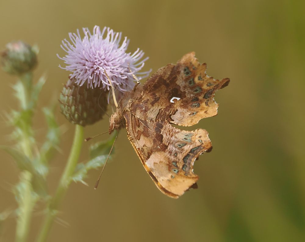 A Comma butterfly is feeding on a thistle flower. The 'c' shaped mark on the underside of the wing gives the butterfly its name.