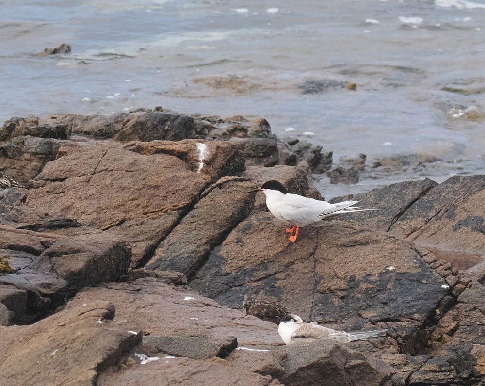 A Roseate Tern is sitting on brownish rocks by the sea. It's a pale tern with long tail streamers, a mostly black bill and a slight pink tone to the underparts. A Turnstone and a juvenile Common Tern are in the foreground.