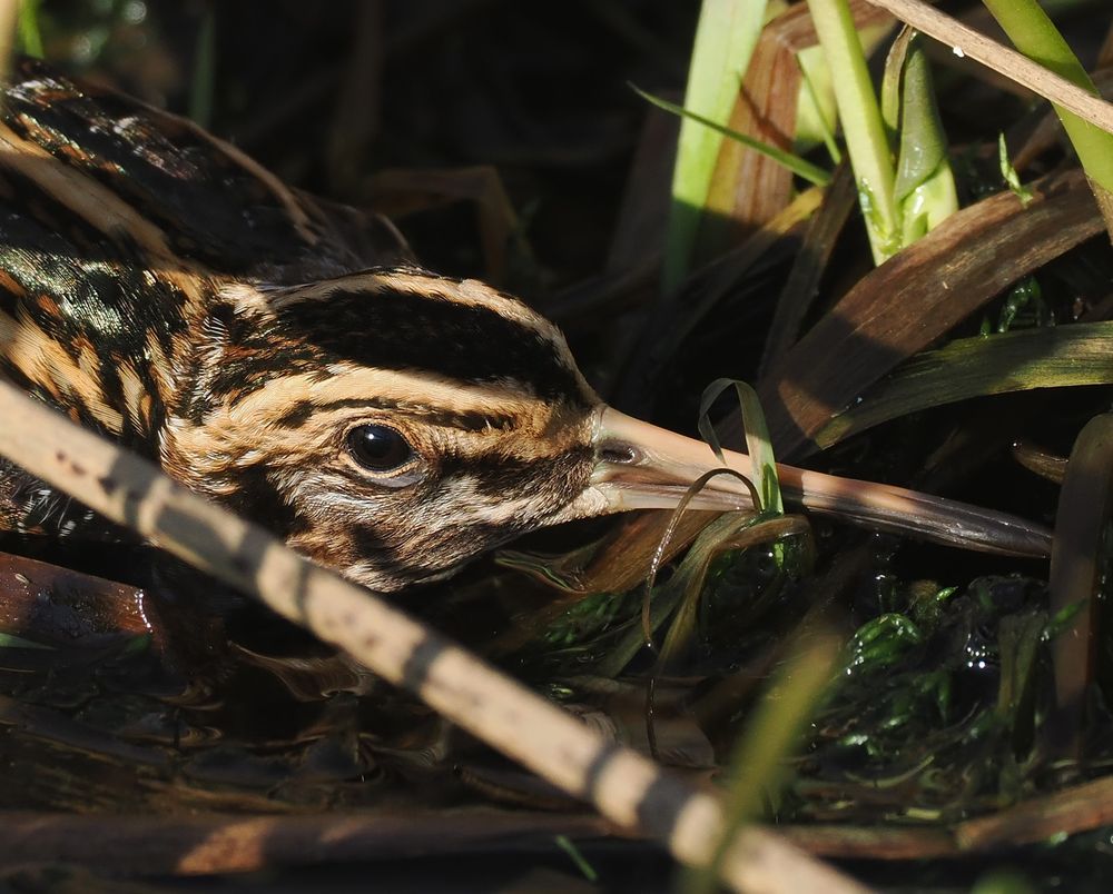 A Jack Snipe crouches down close to the marshy, wet ground. It is surrounded by wetland grasses and plants and is well camouflaged amongst them. This is a close up of the head and bill.
