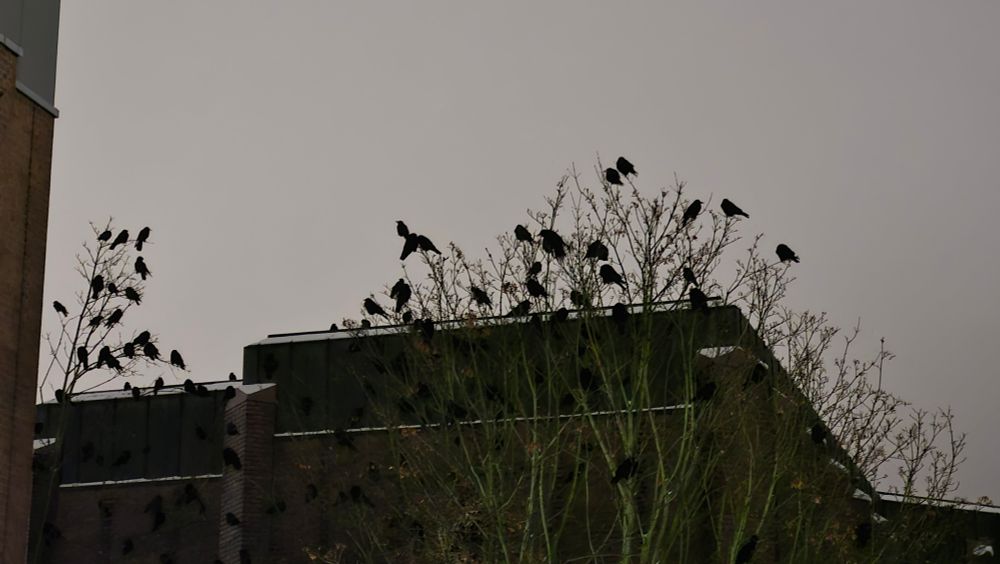 Umrisse von vielen Krähen im kahlen Baum. Sie übernachten dort. 